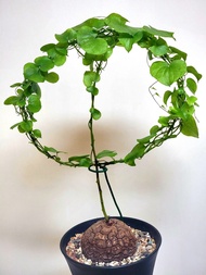 8cm 南非龜甲龍 (塊根植物，象牙宮，大黑，惠比須笑，布紋球，多肉)