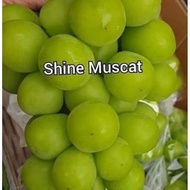 3 KERATAN / Cutting Anggur Shine Muscat. Super rare table grape.