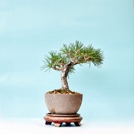 三河黑松 Mikawa Black Pine | 盆景星球 Bonsai Planet