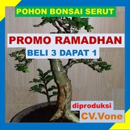 Pohon Bonsai Serut