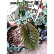 Tanaman hias Alocasia Cuprea Dragon Scale Black+pot Alocasia Dragon