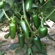 15PCS Mexico Chipotle Pepper Seeds / 墨西哥辣椒种子 港椒种子