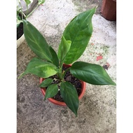 Aglaonema varieties.