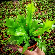 Asplenium Series by LS Group