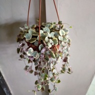 string of heart variegata