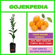 Bibit Jeruk Nagami Pohon Jeruk Nagami Bibit Tanaman Jeruk Nagami