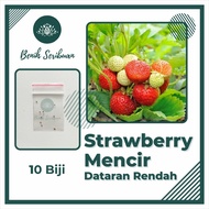 BENIH SERIBUAN - 10 Benih Bibit Stroberi Mencir Dataran Rendah Tanaman Buah Strawberry Jumbo Manis S