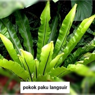 pokok paku langsuir cantik / Lansoya / untuk hiasan laman/ pokok hidup / Ready stock.