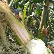 Jagung Ketan Mutiara / Jagung Ketan / Jagung Pulut