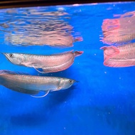 LIVE FISH | Silver Arowana 银龙 5Inch+-