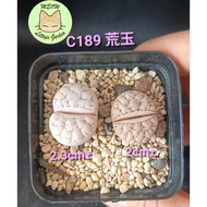 Ready Stock Lithops/231025/Lithops Gracilidelineata/C189荒玉 (2pcs in pot)