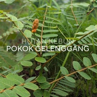 [New BUY 2 FREE 1] Pokok Gelenggang