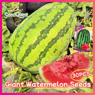 เมล็ดพันธุ์แตงโมยักษ์ เนื้อสีแดง หวานสุดๆ 30เมล็ด No.8 Giant Watermelon Seeds for Planting Fruit See