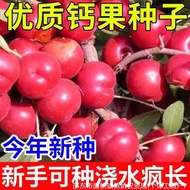 Calcium Fruit Seeds High-Produced Plums Fruit Tree Seeds Fruit Calcium Supplement Star Ou Plum Seeds