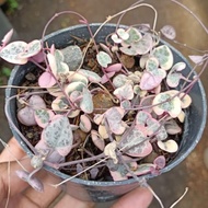 string of heart variegata - tanaman hias - tanaman murah terlaris