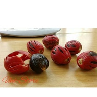 [TERLARIS] 100 BIJI BIBIT PALA UNGGUL PALING MURAH BIJI PALA UTUH UNTUK SEMAI