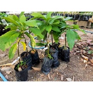 Malaysia Stock Anak pokok Avocado 034- import dari Vietnam