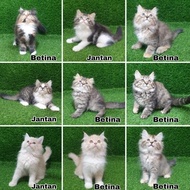 Jual Kitten Persia Anak Kucing Angora Anggora Lucu Flatnose