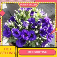 EUSTOMA BLUE SEED /High Germination