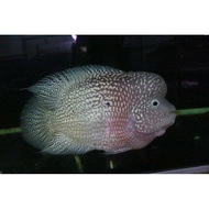 flowerhorn kamfa 7inch