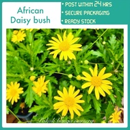 PBN - African daisy bush - euryops golden Paris daisy Pokok bunga nursery outdoor indoor plant garde