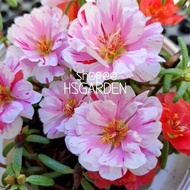 150 biji benih Qiao Furong • Hybrid Moss Rose seeds • Biji benih ros jepun hibrid • Portulaca