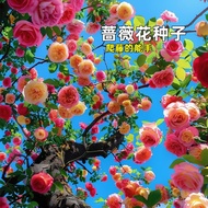 Rose Flower Seed Climbing Vine Large Flower Multi-Head Flower Seed Four Seasons Courtyard Climbing P