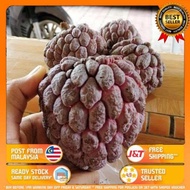 Pokok nona hybride buah besar