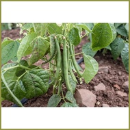 ▫ ♨ ◿ Green Monggo Vegetable Seeds ( 300 seeds ) - Basic Farm House