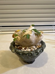 惠比須笑 8cm x 7cm