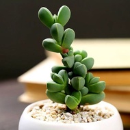 Succulents Staghorn Begonia More 4-6cm with Roots