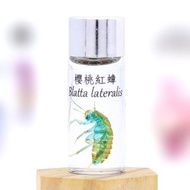 透明生物標本 - 櫻桃紅蟑 Blatta lateralis