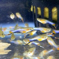 【冠昱水族】法藍星孔雀魚-觀賞魚 高級餌料 造景水草