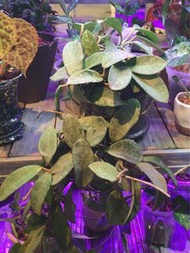 灰鬼毬蘭  Hoya Carnosa Nova Ghost