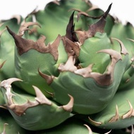 龍舌蘭姬嚴龍送+白鯨側芽 Agave Titanota 多肉植物