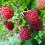 Potted Raspberry Seed Seed Seedlings Raspberry Thorn Tree Seedlings Blueberry Seedlings Red Tree Plu