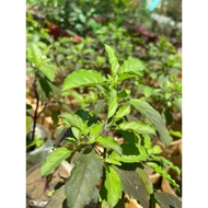 Purple basil plant
