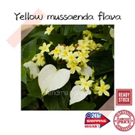 (GG real plant) yellow mussaenda flava ^ bunga janda kaya kuning dwarf plant hidup hiasan luar rumah