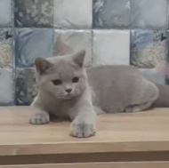 kucing british shorthair bsh non ped betina kitten lilac