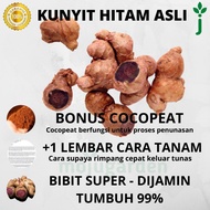 Rimpang Kunyit Hitam Dijamin Asli Kaempferia parviflora