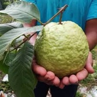 POKOK JAMBU LOHAN anak pokok jambu lohan tanpa biji