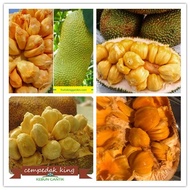 anak pokok cempedak king 尖不辣王樹苗 cepat berbuah hybrid premium top quality kebun fruits sedap manis bu