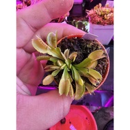 Dionaea Muscipula "GB01" Venus Flytrap Carnivorous Plant
