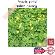 (GG real plant) arachis Pintoi ^ penutup tanah pokok kacang cover crop hiasan rumah luar live outdoo