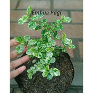 ( Bahan Bonsai ) bibit sancang varigata unggul bibit sancang hijau