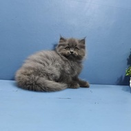 Kucing Kitten Persia Anggora Himalaya