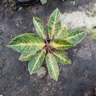 aglaonema lisa/aglaonema