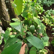 Bibit LANGKA Buah Mangga Kweni - Buah Kuweni -Tanaman Kueni - Bembem