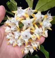 毬蘭苗 橘流星 Hoya multiflora sv406