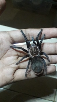 tliltocatl albopilosum tarantula